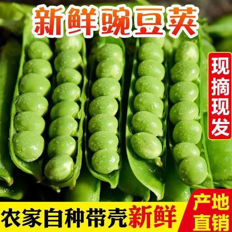 【现摘】云南新鲜豌豆荚当季时令蔬菜水果带壳嫩甜青豌豆夹批发价,水产肉类/新鲜蔬果/熟食,新鲜豆类,淘宝优惠券,粉丝福利购,淘宝优惠卷