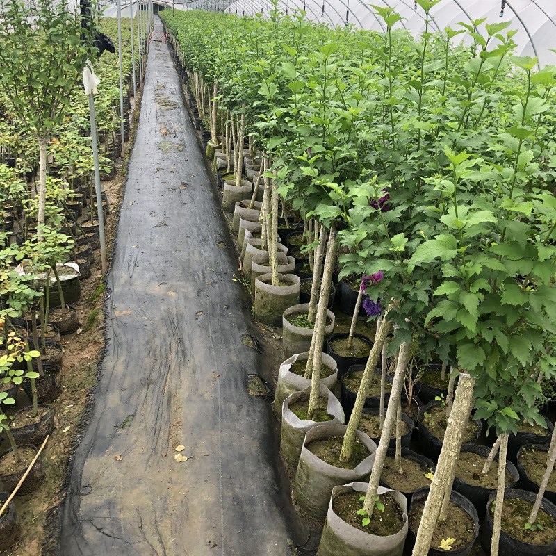 蓝莓冰沙木槿棒棒糖盆栽重瓣木槿花树苗四季阳台庭院观花卉绿植物