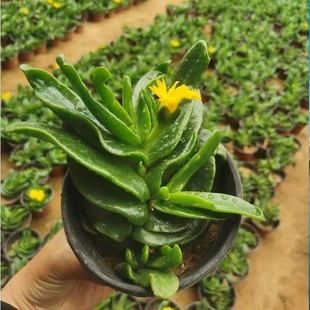 佛手掌托金多肉植物精品宝绿花舌叶兰室内净化空气仙人千佛手包邮