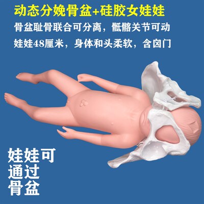 分娩示教骨盆模型含娃娃模型 动态骨盆耻骨联合骶髂关节可分离