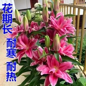 多头香水百合花百合种球带芽 盆栽室内室外庭院耐寒绿植花卉 四季