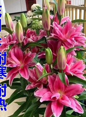 多头香水百合花百合种球带芽 四季盆栽室内室外庭院耐寒绿植花卉