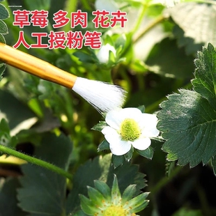 优质软羊毛彩绘笔授粉笔补色刷胶笔描金贴银国画画笔鞋 底补漆