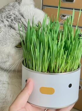 cat grass can lazy people have planted ready to eat potted