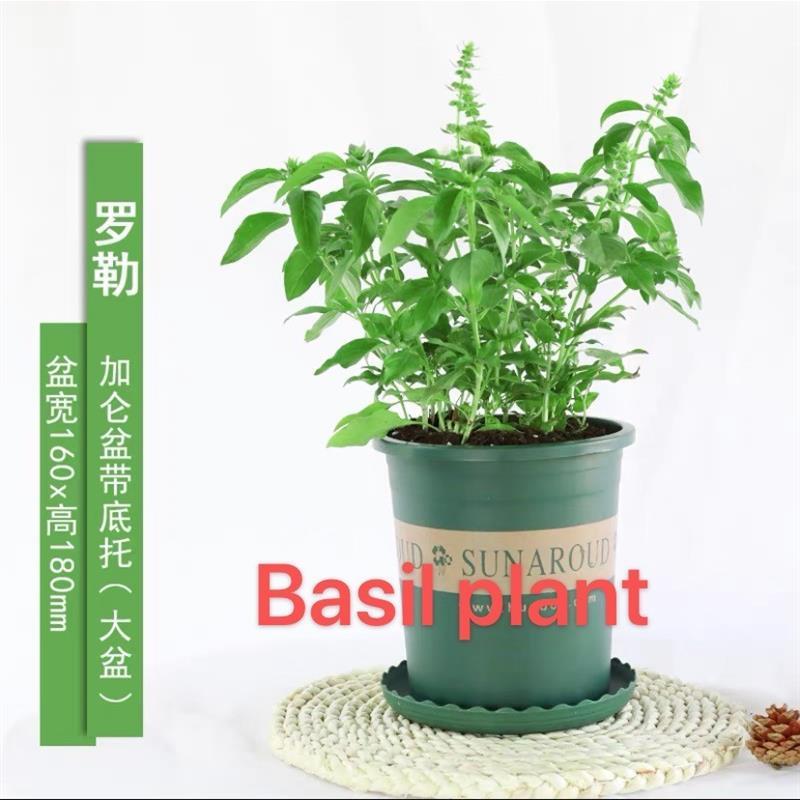 basil plants herbs mint rosemary thyme, spices Edible plant
