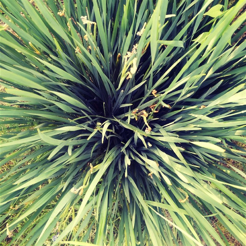 马蔺马兰花马莲四季易种园林绿化阳台花海庭院花苗耐寒耐旱宿根花