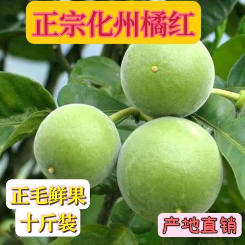 1~10斤整箱装化州化橘红正毛鲜果