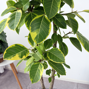 1.4米黄金榕盆栽 花叶榕富贵绿植室内办公室客厅阳台彩叶喜阳植物