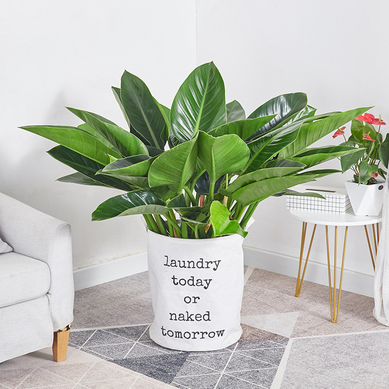 绿钻盆栽金钻蔓绿绒盆景办公室家居室内常绿植物清新空气绿植花卉