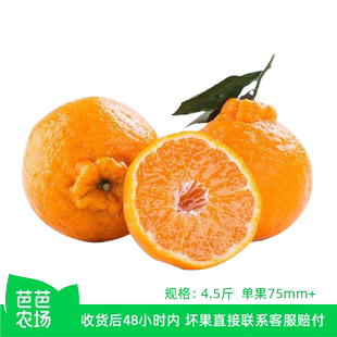 四川不知火丑橘4.5斤单果75mm 芭芭农场帮种