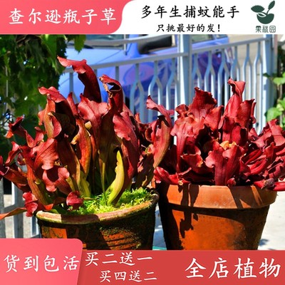 查尔逊瓶子草【大型食虫草造景观缸水陆双栖植物大瓶子食虫植物】