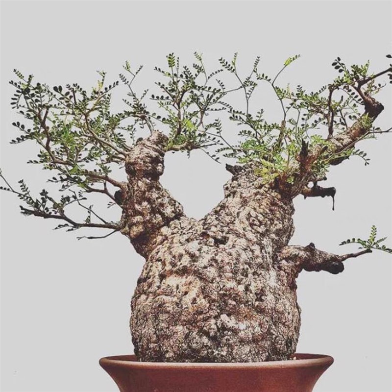 象足漆树苗多肉块根植物