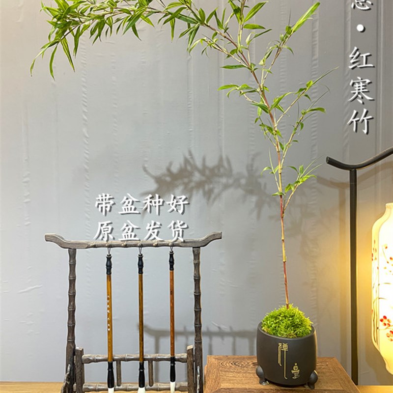 红竹红寒竹桌面竹子禅意中式书房办公桌茶室盆栽文人创意盆景绿植