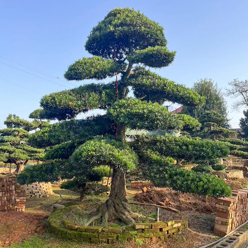 一对一选树大型原生罗汉松精品造型树别墅庭院地景盆景名贵树矮桩