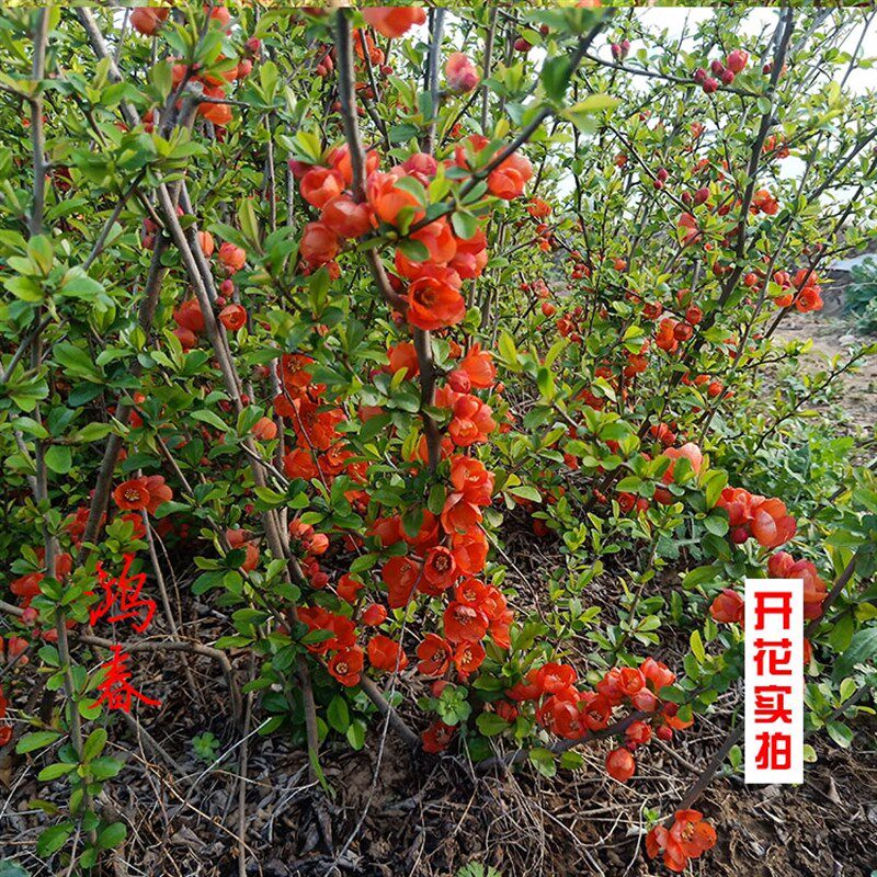 贴梗海棠花盆栽树苗盆景重瓣老桩庭院绿植物四季花卉开花好养易活