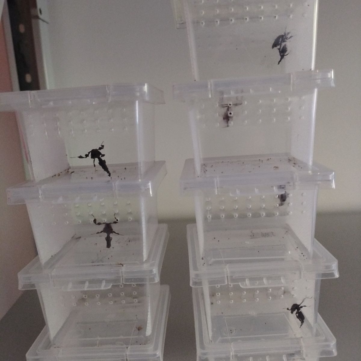 爬宠饲养盒蚯蚓饲养雨林蝎蜘蛛有孔角蛙守养殖盒蜗牛爬宠饲养箱笼,宠物/宠物食品及用品,笼子,淘宝优惠券,粉丝福利购,淘宝优惠卷