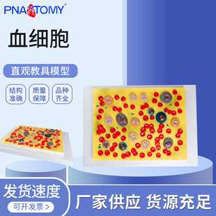 血细胞教学模型循环系统教学模型人体血液细胞教学模型