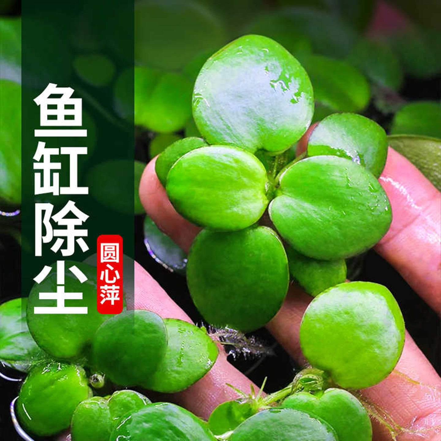 圆心萍浮萍水草水培植物净化水质鱼虾水草龟缸漂浮水草专用造景草