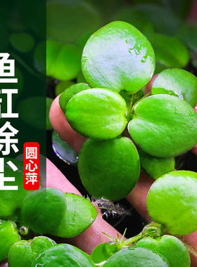 圆心萍浮萍水草水培植物净化水质鱼虾水草龟缸漂浮水草专用造景草