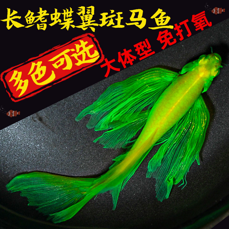 蝶翼斑马鱼长尾长鳍热带鱼苗观赏鱼好养耐活绿翡翠蝶衣群游小型鱼