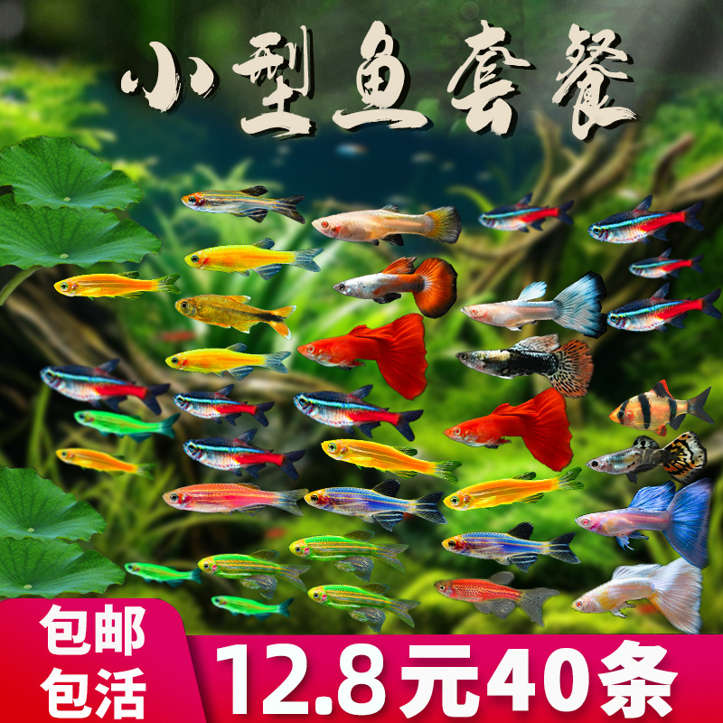 热带观赏鱼荧光斑马孔雀灯科红绿