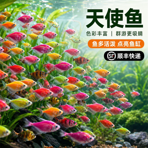 七彩糖果天使鱼热带鱼好养耐活冷水鱼小鱼活鱼苗观赏鱼金鱼群游鱼