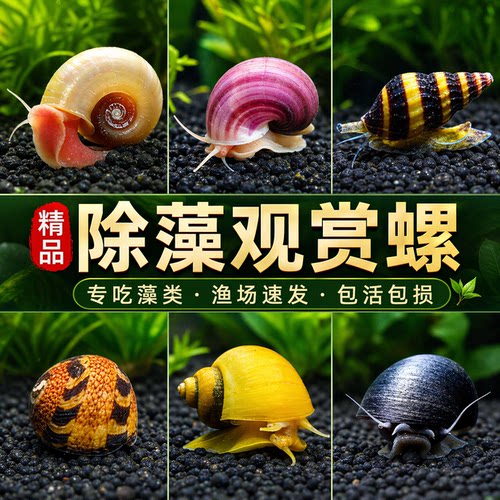 黄金螺鱼缸清洁鱼冷水淡水除藻工具螺粪便清理净化水质大型观赏螺