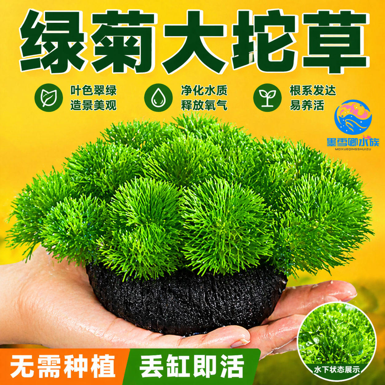 绿菊小坨草缸鱼缸造景真后景水草新手蜈蚣草增氧淡水阴性活体植物
