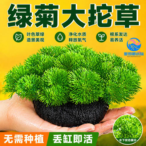 绿菊小坨草缸鱼缸造景真后景水草新手蜈蚣草增氧淡水阴性活体植物