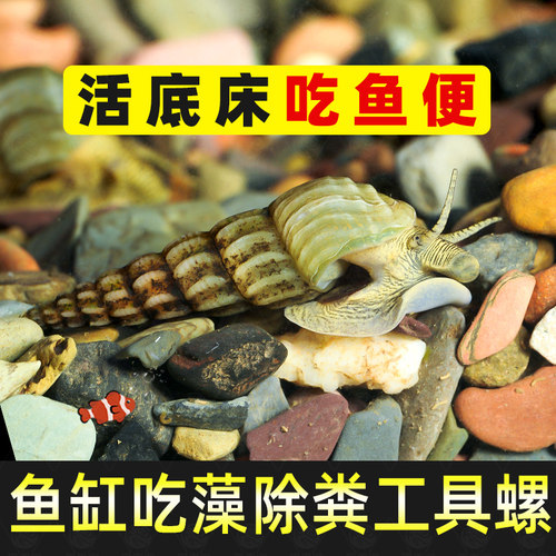 马来螺黄金观赏螺清洁鱼缸粪便杂质水藻净化水质草缸净水繁殖好养
