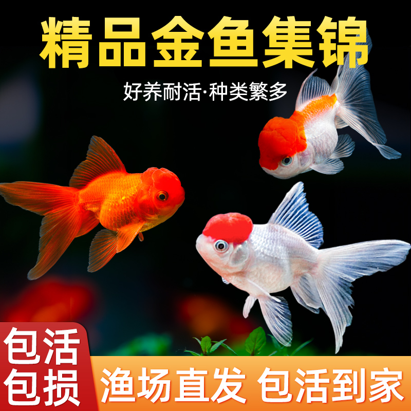 金鱼活鱼鱼苗观赏鱼自来水好养耐活小金鱼不加温冷水鱼淡水宠物鱼