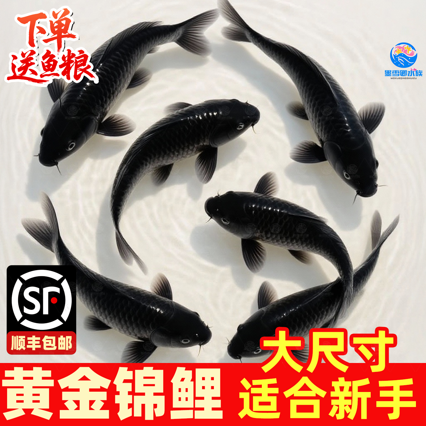 顺丰锦鲤活鱼大型纯种黑白三色镇宅草金鱼冷水观赏鱼好养耐活淡水