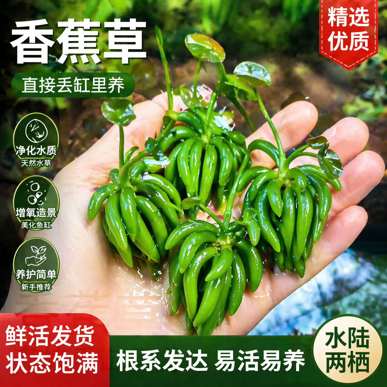 香蕉草水草鱼缸专用植物净化水质造景增氧免打理新手懒人养鱼绿植