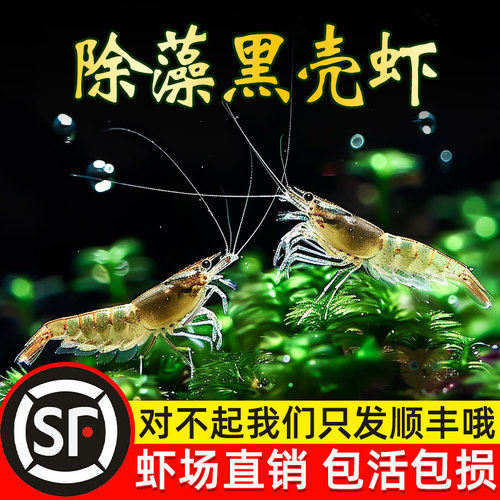 超大黑壳虾鱼缸除藻工具虾草缸清理观赏虾鲜活宠物活体饲料冷水虾
