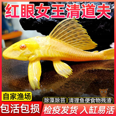 黄金红眼女王大帆清道夫吃粪便清洁工具观赏鱼热带垃圾异型鱼淡水