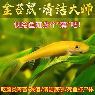 清道夫鱼金苔鼠鱼缸清洁工除藻工具鱼小型热带观赏鱼吃垃圾鱼活体