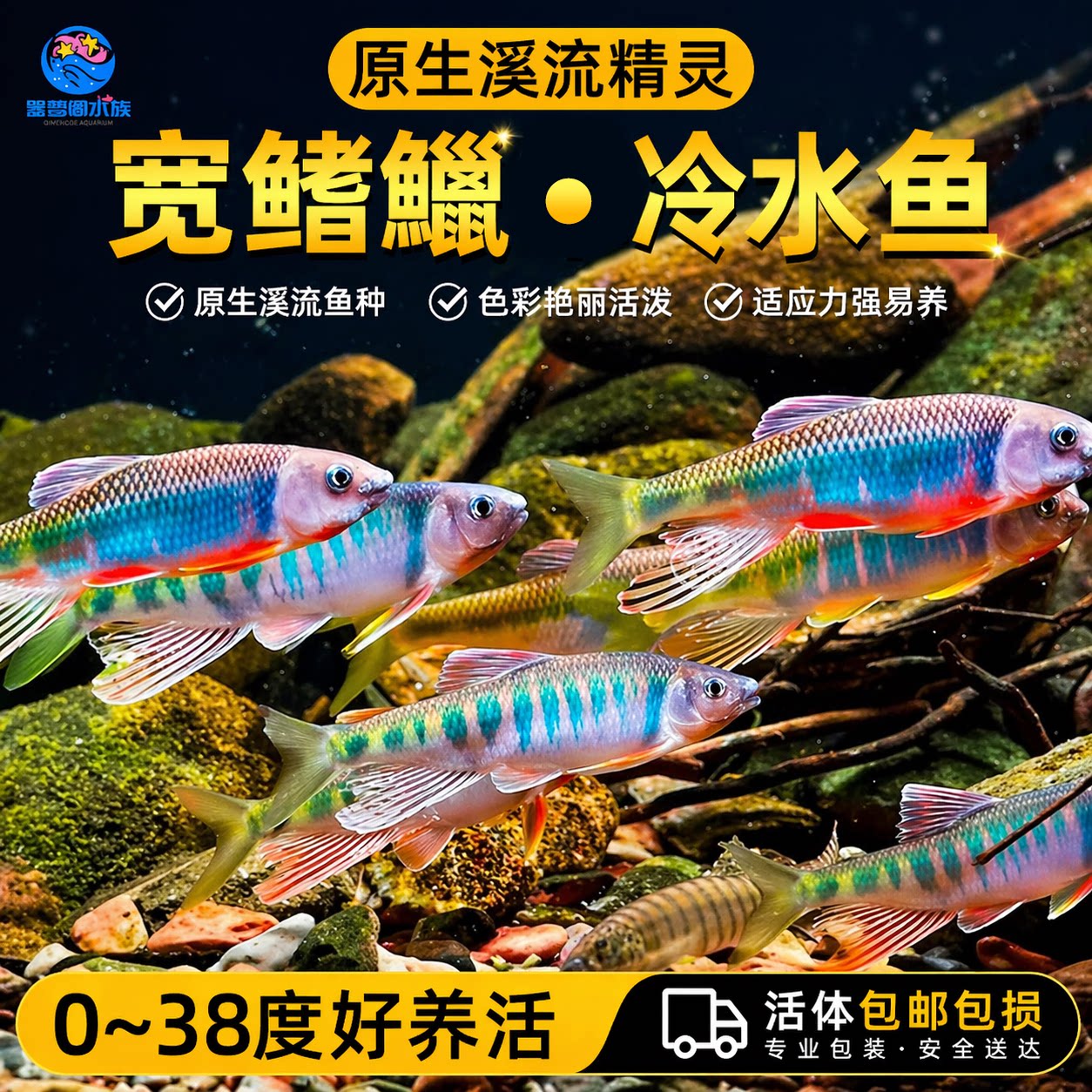 六安宽鳍鱲长鳍鱲马口原生溪流鱼好养耐活冷水观赏鱼桃花鱼淡水鱼