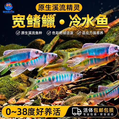 六安宽鳍鱲长鳍鱲马口原生溪流鱼好养耐活冷水观赏鱼桃花鱼淡水鱼