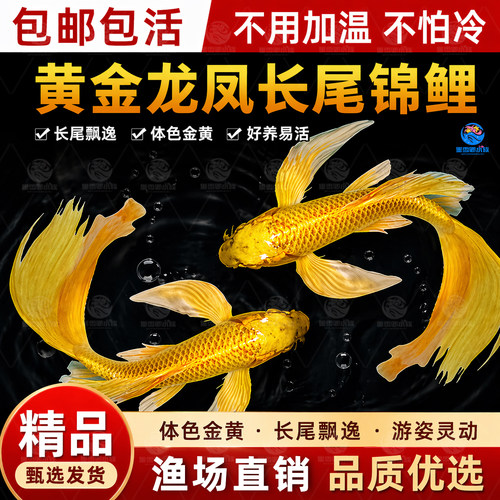 纯种黄金龙凤锦鲤长尾锦鲤活体观赏鱼草金锦鲤鱼淡水冷水金鱼好养