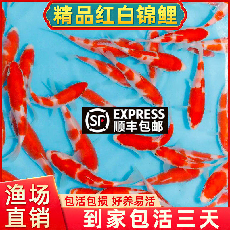 顺丰纯种红白锦鲤活体观赏鱼冷水淡水鱼好养耐活黄金龙凤长尾活鱼,宠物/宠物食品及用品,其它水族宠物,淘宝优惠券,粉丝福利购,淘宝优惠卷