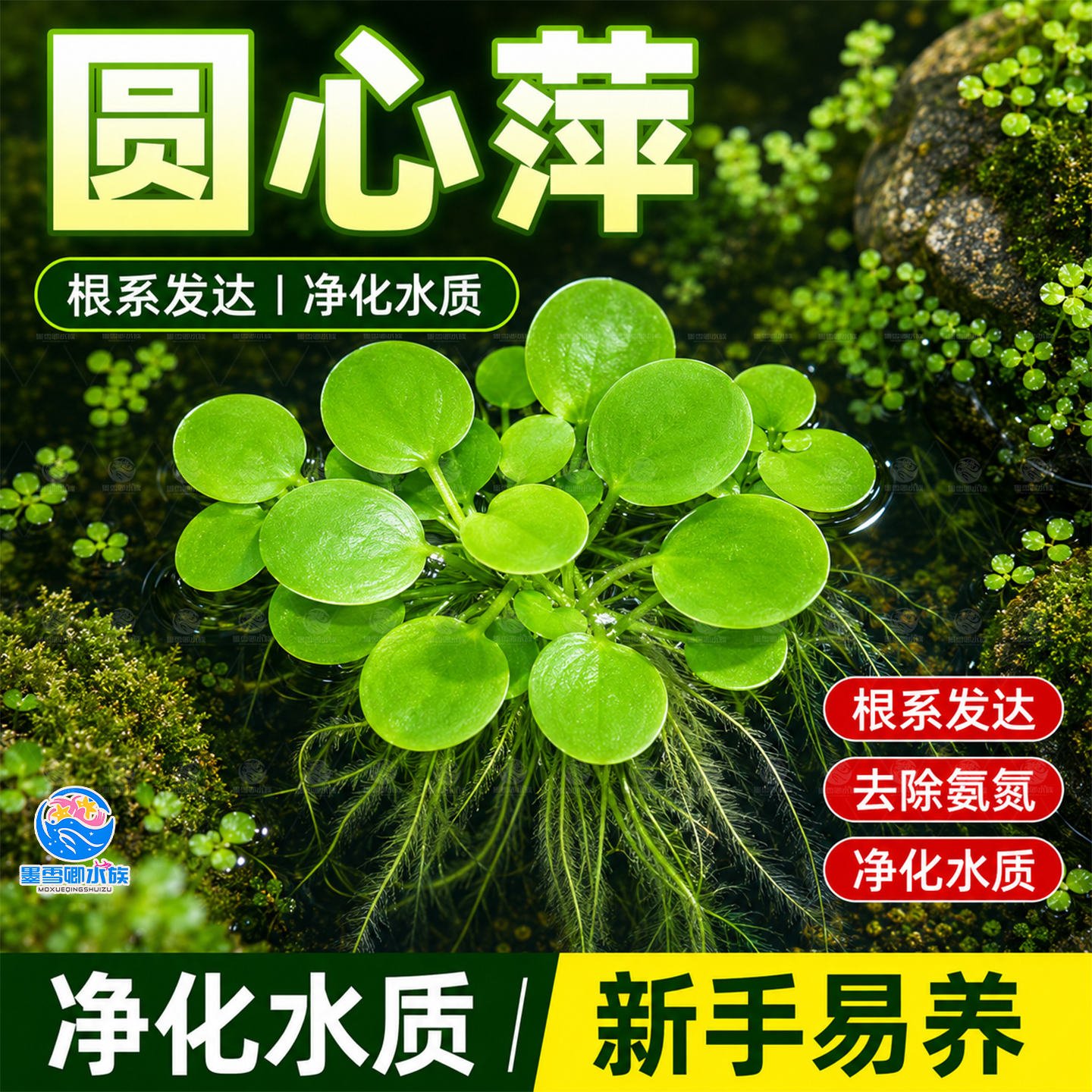 圆心萍浮萍水草水培植物净化水质鱼虾水草龟缸漂浮水草专用造景草