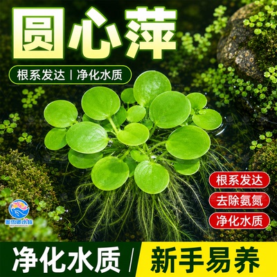 圆心萍浮萍水草水培植物净化水质鱼虾水草龟缸漂浮水草专用造景草