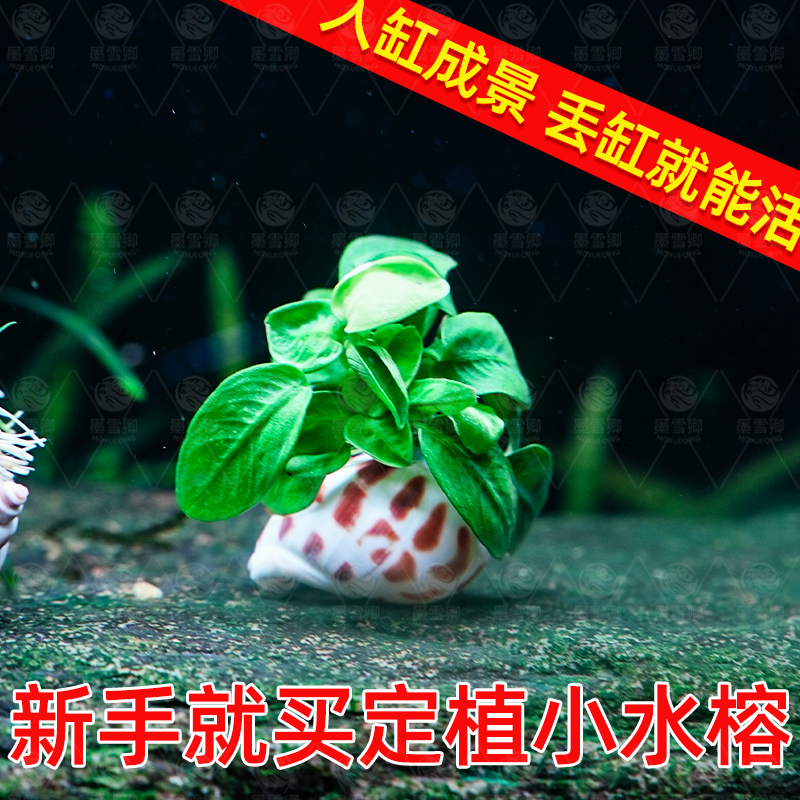 迷你海螺小水榕鱼缸水草小鱼缸新手造景装饰淡水真水草净化植物