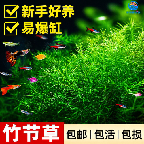 印度竹节草好养耐活水草植物孔雀鱼虾躲避中后景淡水增氧净化水质