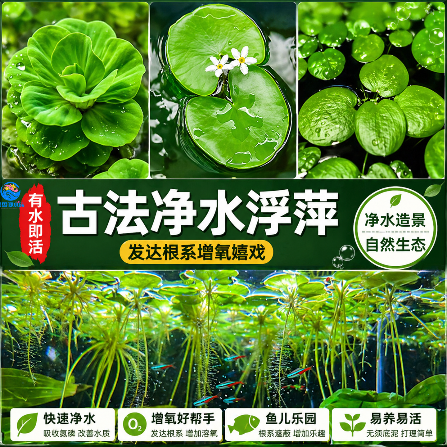 浮萍水草古法鱼缸净水植物龟缸躲避遮阳水培水芙蓉红毛丹漂浮造景