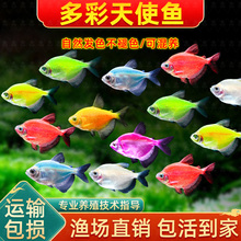 天使鱼活鱼小型热带鱼苗观赏鱼好养耐活自来水冷水淡水群游观赏鱼