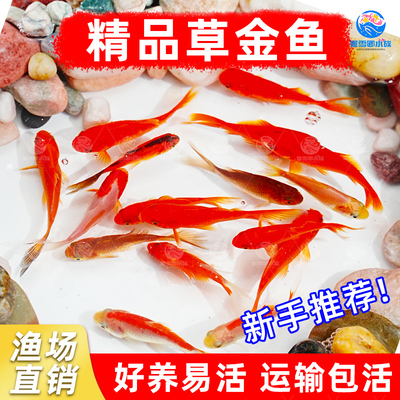 草金鱼红草鱼观赏鱼小金鱼龙鱼饲料鱼冷水鱼网红罐罐鱼活体摆摊鱼