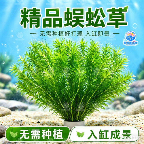 蜈蚣草水草植物养龟鱼缸造景鱼草缸净水绿植新手养鱼绿菊后景草