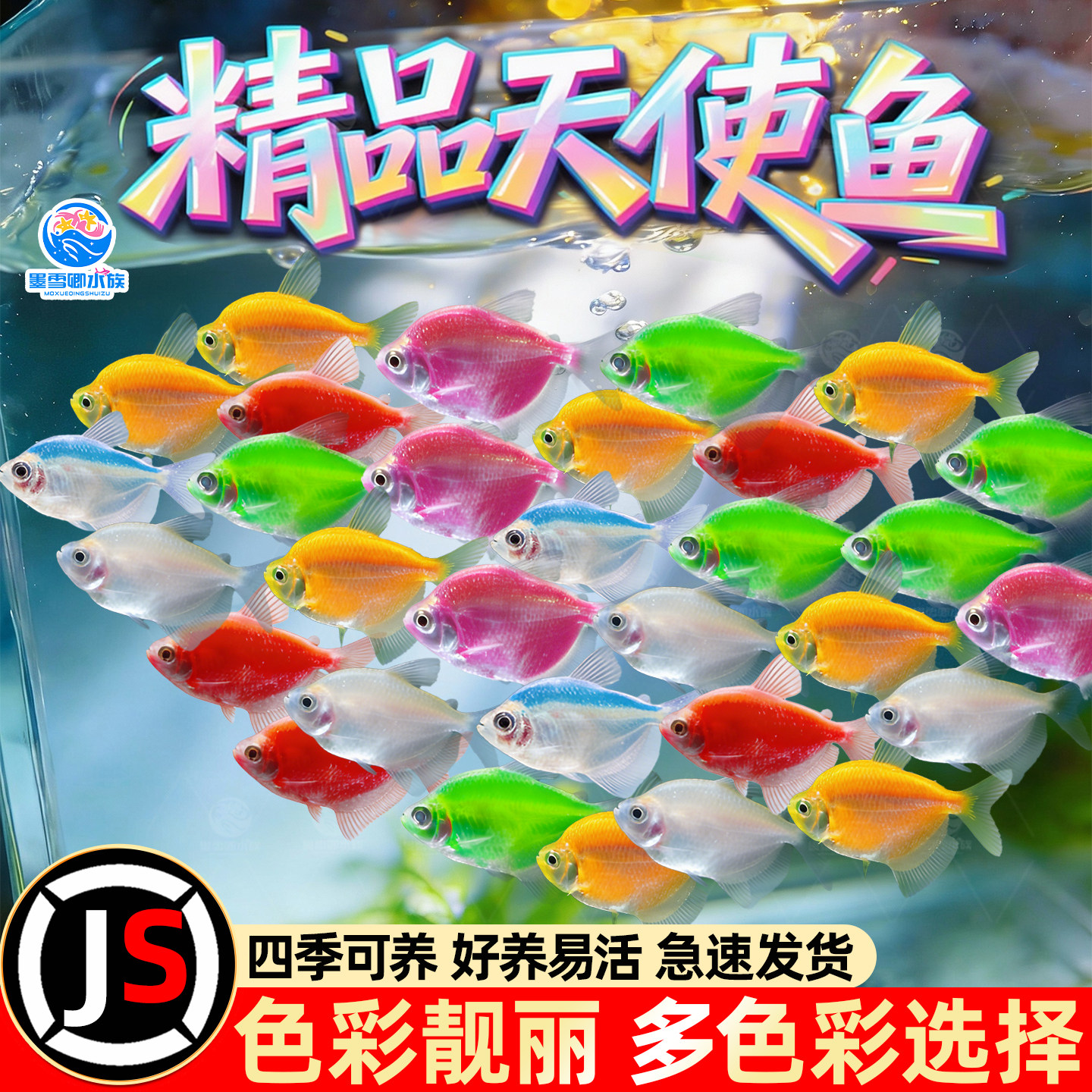 特大号彩色天使鱼观赏鱼活鱼混色批发群游热带鱼小型淡水好养耐活