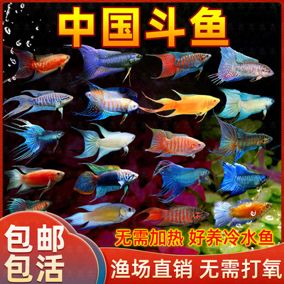 中国斗鱼原生活鱼冷水淡水观赏鱼好养耐活不打氧小型鱼黄金叉鱼苗